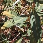 Oenothera pallida পাতা