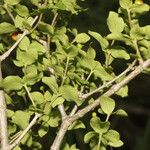 Rauvolfia ligustrina Leaf