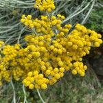 Helichrysum italicum Цветок