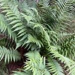Dryopteris ludoviciana Feuille