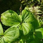 Trillium grandiflorum List