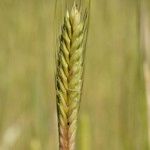 Triticum monococcum फल