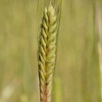 Triticum monococcum 果