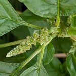 Amaranthus blitum Blüte