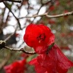 Rhododendron thomsonii Flor