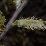 Salix sericea 花