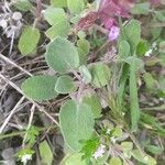 Salvia multicaulis Leaf