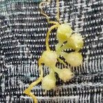 Cuscuta campestris Fruit