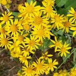 Senecio ampullaceus Flower