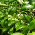 Ilex crenata Flower