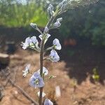 Veronica gentianoides Flower