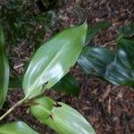 Dracaena fontanesiana