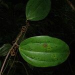 Smilax anceps 葉