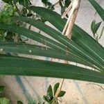 Acanthophoenix rubra Leaf