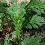 Geum triflorum Leaf