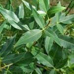 Lithraea molleoides Hoja