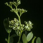 Humiria balsamifera Flor