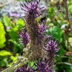 Phyteuma nigrum Flower