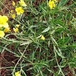 Diplotaxis tenuifolia 整株植物