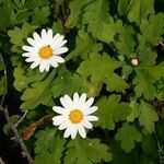 Argyranthemum coronopifolium Kita