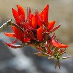Erythrina variegata Flor