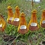 Calceolaria uniflora Flors