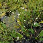 Alisma plantago-aquatica Habitat