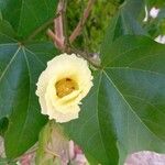 Gossypium hirsutum Flower