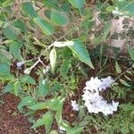 Solanum laxum পাতা