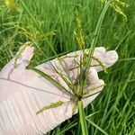 Cyperus iria Λουλούδι