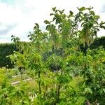 Pterostyrax hispidus Máis