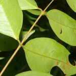 Eugenia oerstediana Hoja