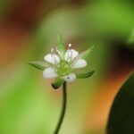 Moehringia trinervia Flor