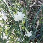 Narcissus dubius Flower