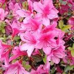 Rhododendron periclymenoides ᱵᱟᱦᱟ