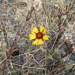 Gaillardia pinnatifida Flower