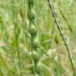 Aegilops ventricosa Mbuma