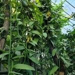 Vanilla planifolia Συνήθη χαρακτηριστικά