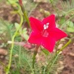 Ipomoea quamoclitBloem