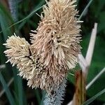 Carex acutiformis Kukka