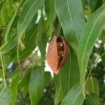 Brachychiton rupestris Fruit