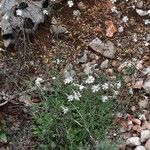 Silene italica Pokrój