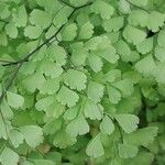 Adiantum tenerum 葉