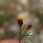Dyssodia papposa Floare
