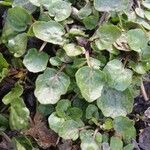 Nasturtium officinale Levél
