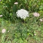 Daucus carotaFlower