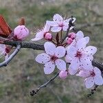 Prunus cerasifera 花