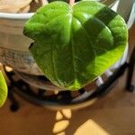 Peperomia albovittata Ліст