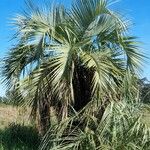 Butia paraguayensis Хабит