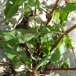 Rumex obtusifolius Bark